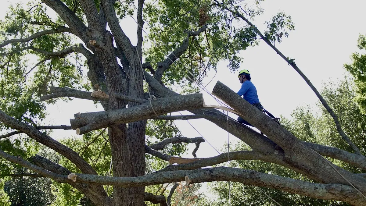 Professional Hazardous Tree Removal performed by certified arborists in Dumas