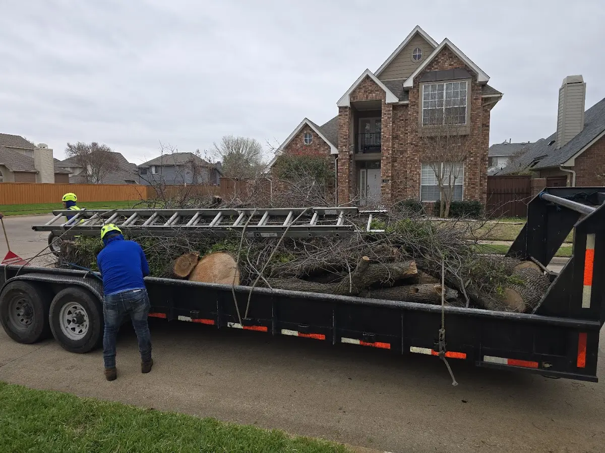 Expert Tree Removal with proper safety equipment in Dumas